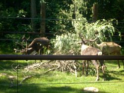 Zoo2010_004.jpg