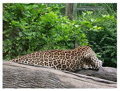 2009_07_03_olivia_zoo_059.jpg