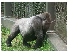 2009_07_03_olivia_zoo_061.jpg