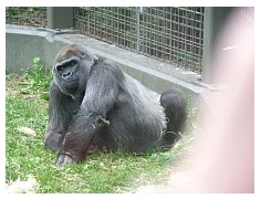 2009_07_03_olivia_zoo_063.jpg