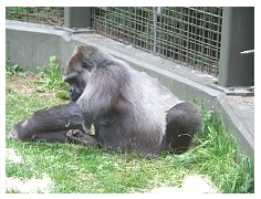 2009_07_03_olivia_zoo_064.jpg