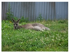 2009_07_03_olivia_zoo_099.jpg