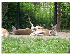 2009_07_03_olivia_zoo_100.jpg